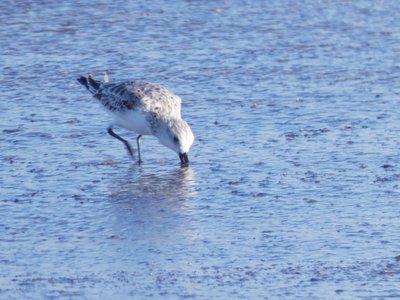 20190506 - Fort Fisher - Sanderling 1