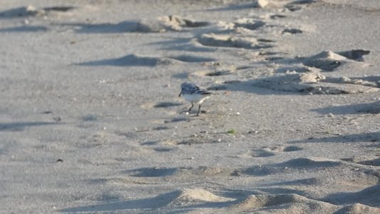 20190506 - Fort Fisher - Sanderling 2