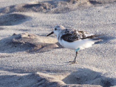 20190506 - Fort Fisher - Sanderling 3