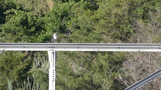 20190506 - Fort Fisher - Snowy Egret