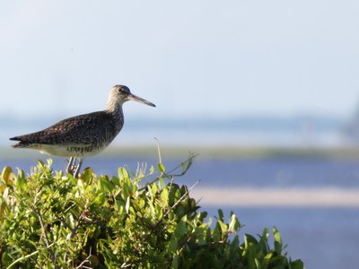 20190506 - Fort Fisher - Willet 1