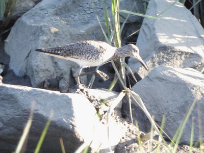 20190506 - Fort Fisher - Willet 2