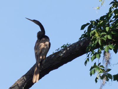 20190507 - Airlie Gardens - Anhinga 1