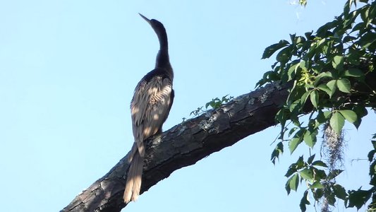 20190507 - Airlie Gardens - Anhinga 2