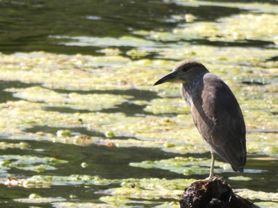 20190507 - Airlie Gardens - Black-crowned Night Heron