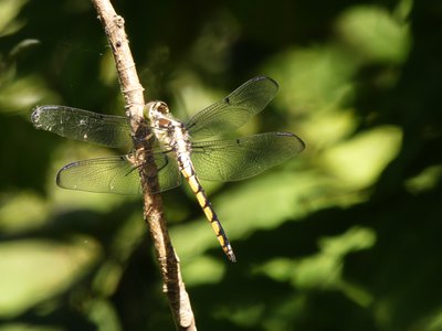 20190507 - Airlie Gardens - Common Baskettail