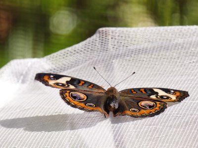 20190507 - Airlie Gardens - Common Buckeye