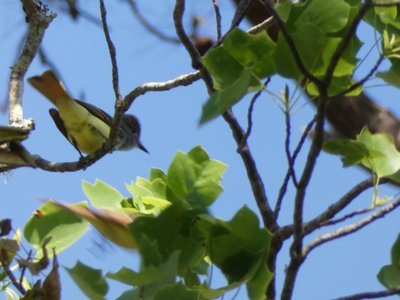 20190507 - Airlie Gardens - Great Crested Flycatcher