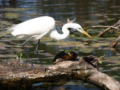 20190507 - Airlie Gardens - Great Egret 1