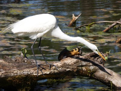 20190507 - Airlie Gardens - Great Egret 2