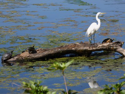 20190507 - Airlie Gardens - Great Egret and Yellow-bellied Sliders