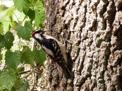 20190507 - Airlie Gardens - Hairy Woodpecker