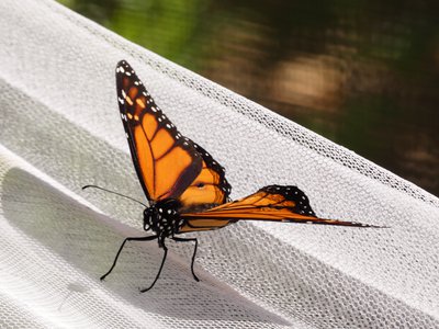 20190507 - Airlie Gardens - Monarch Butterfly