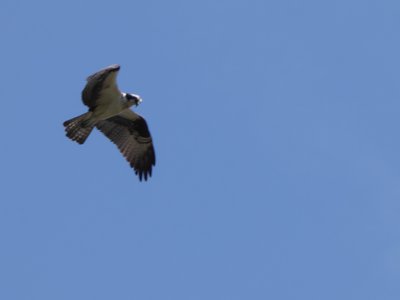 20190507 - Airlie Gardens - Osprey