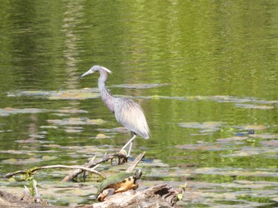 20190507 - Airlie Gardens - Tricolored Heron 1