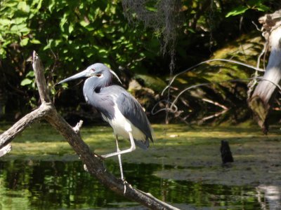 20190507 - Airlie Gardens - Tricolored Heron 2