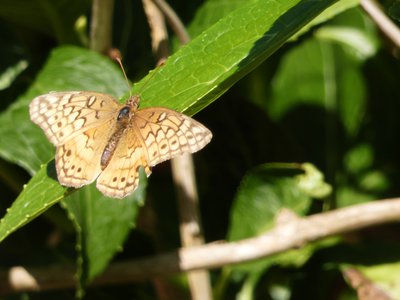 20190507 - Airlie Gardens - Variegated Fritillary