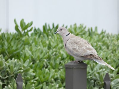 20190507 - Carolina Beach - Eurasian Collared Dove