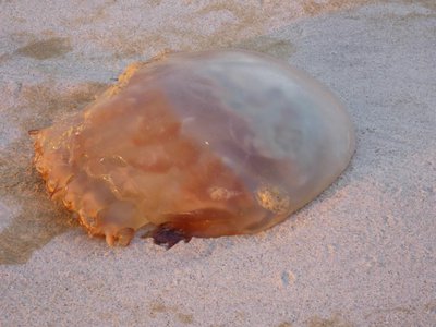 20190507 - Carolina Beach - Jellyfish