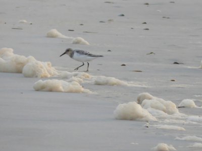 20190507 - Carolina Beach - Sanderling