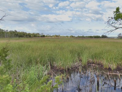 20190507 - Carolina Beach State Park - Salt Marsh