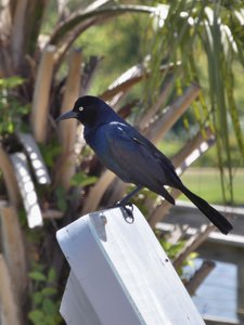 20190507 - Carolina Lake - Boat-tailed Grackle 1