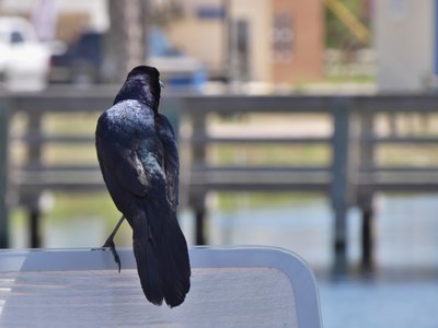 20190507 - Carolina Lake - Boat-tailed Grackle 2