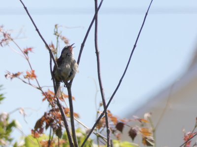 20190507 - Carolina Lake - Carolina Wren