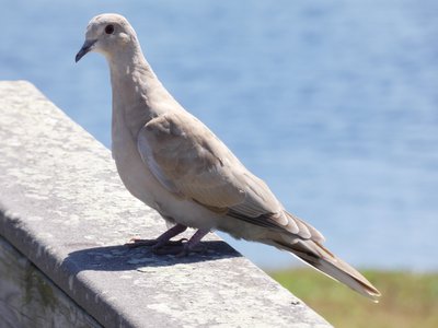 20190507 - Carolina Lake - Eurasian Collared Dove