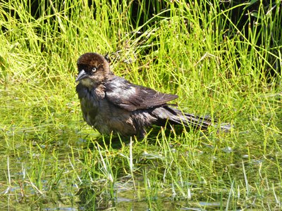 20190507 - Carolina Lake - Juvenile Boat-tailed Grackle 1