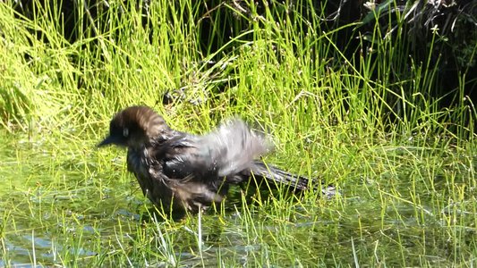 20190507 - Carolina Lake - Juvenile Boat-tailed Grackle 2