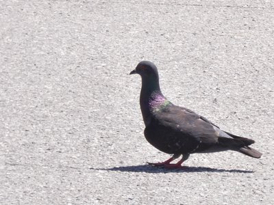 20190507 - Carolina Lake - Rock Pigeon