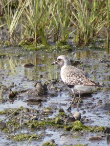 20190507 - Fort Fisher - Black-bellied Plover