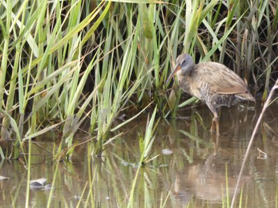 20190507 - Fort Fisher - Clapper Rail