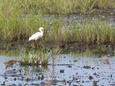 20190507 - Fort Fisher - Dowitcher and Snowy Egret and Plover