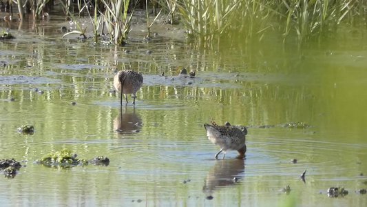 20190507 - Fort Fisher - Dowitchers 1