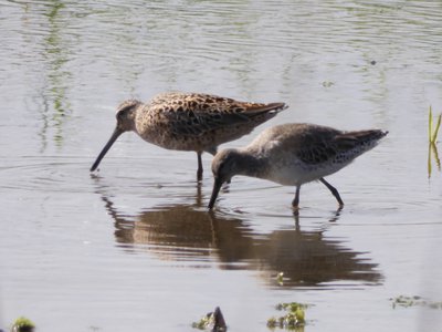 20190507 - Fort Fisher - Dowitchers 2