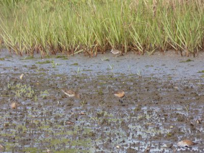 20190507 - Fort Fisher - Dowitchers and Dunlin and Plover 1