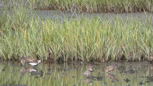 20190507 - Fort Fisher - Dowitchers and Dunlin and Plover 2