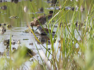 20190507 - Fort Fisher - Dunlin and Unknown