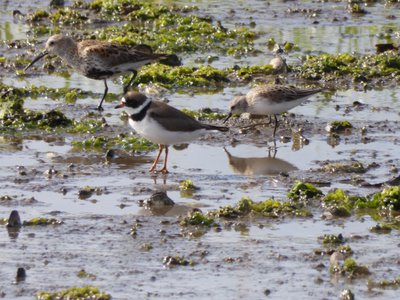 20190507 - Fort Fisher - Dunlin and Western Sandpiper and Semipalmated Plover