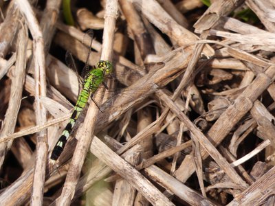 20190507 - Fort Fisher - Eastern Pondhawk