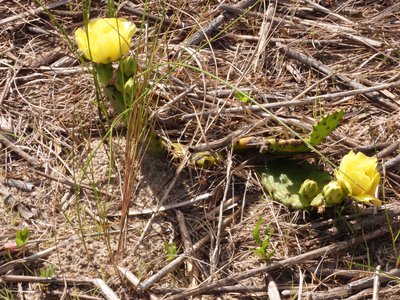 20190507 - Fort Fisher - Eastern Prickly Pear 1