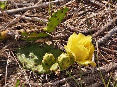 20190507 - Fort Fisher - Eastern Prickly Pear 2