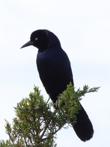 20190507 - Fort Fisher - Male Boat-tailed Grackle 1