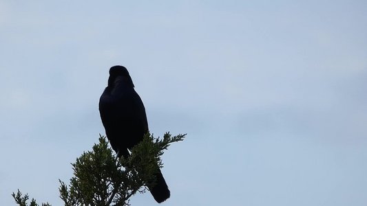 20190507 - Fort Fisher - Male Boat-tailed Grackle 2