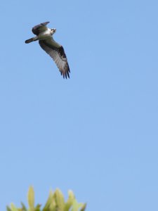 20190507 - Fort Fisher - Osprey