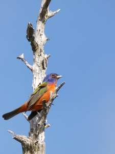 20190507 - Fort Fisher - Painted Bunting 1