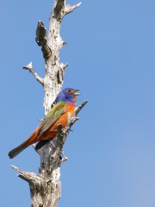 20190507 - Fort Fisher - Painted Bunting 2