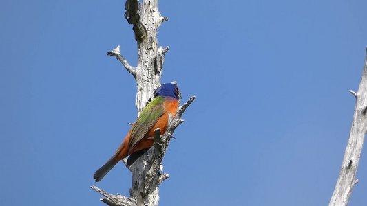 20190507 - Fort Fisher - Painted Bunting 3